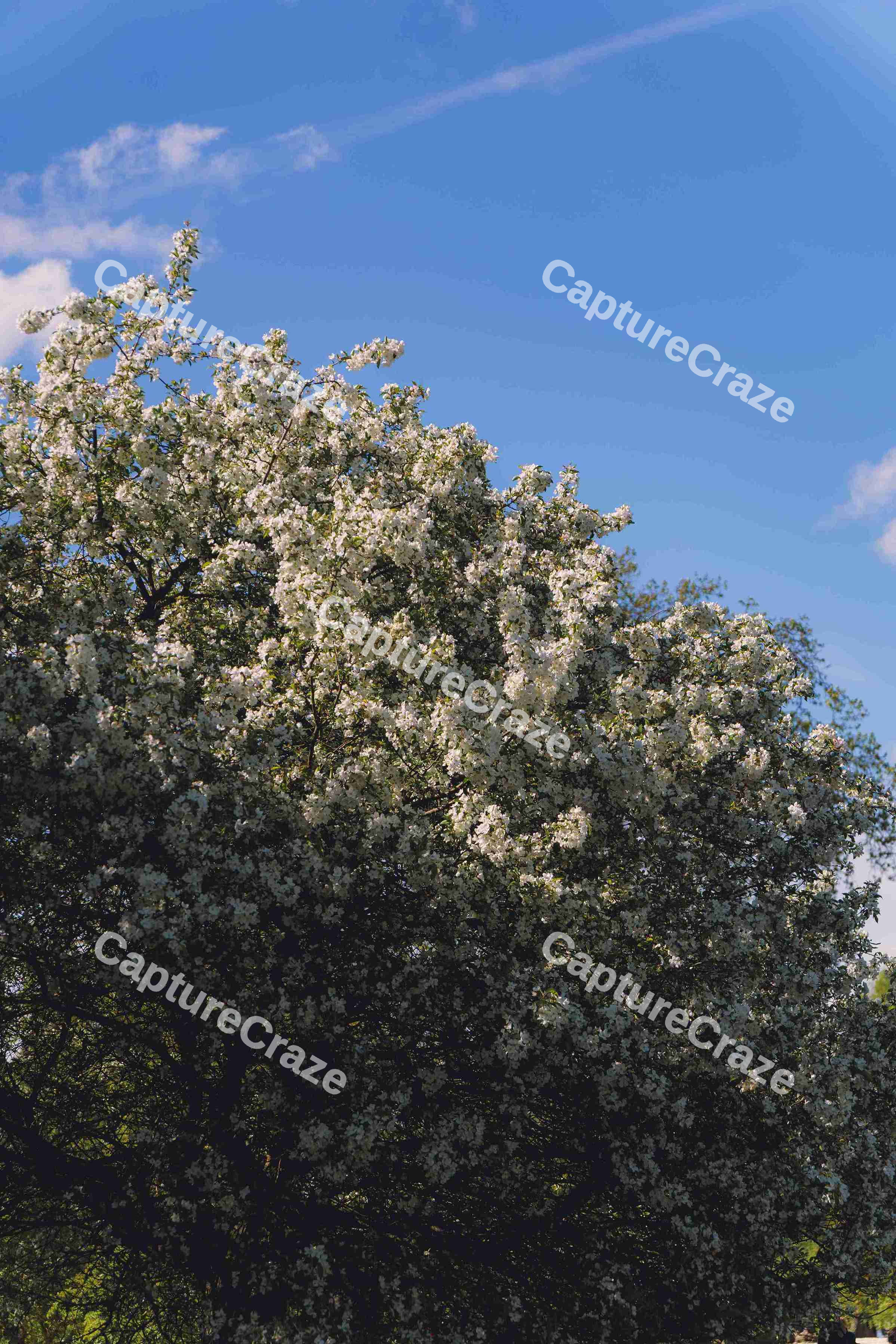 Cherry Blossom Tree (Variation)